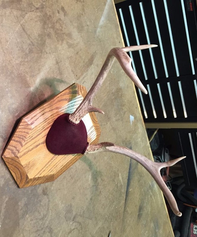 Mounted Deer Antlers 10 Steps (with Pictures) Instructables