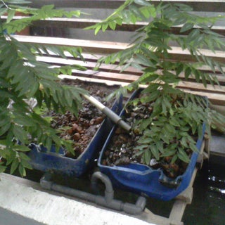 cheap and small aquaponic auto siphon growbed space