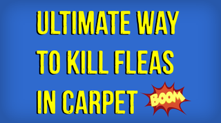 How To Kill Fleas In Carpet Naturally 3 Steps Instructables